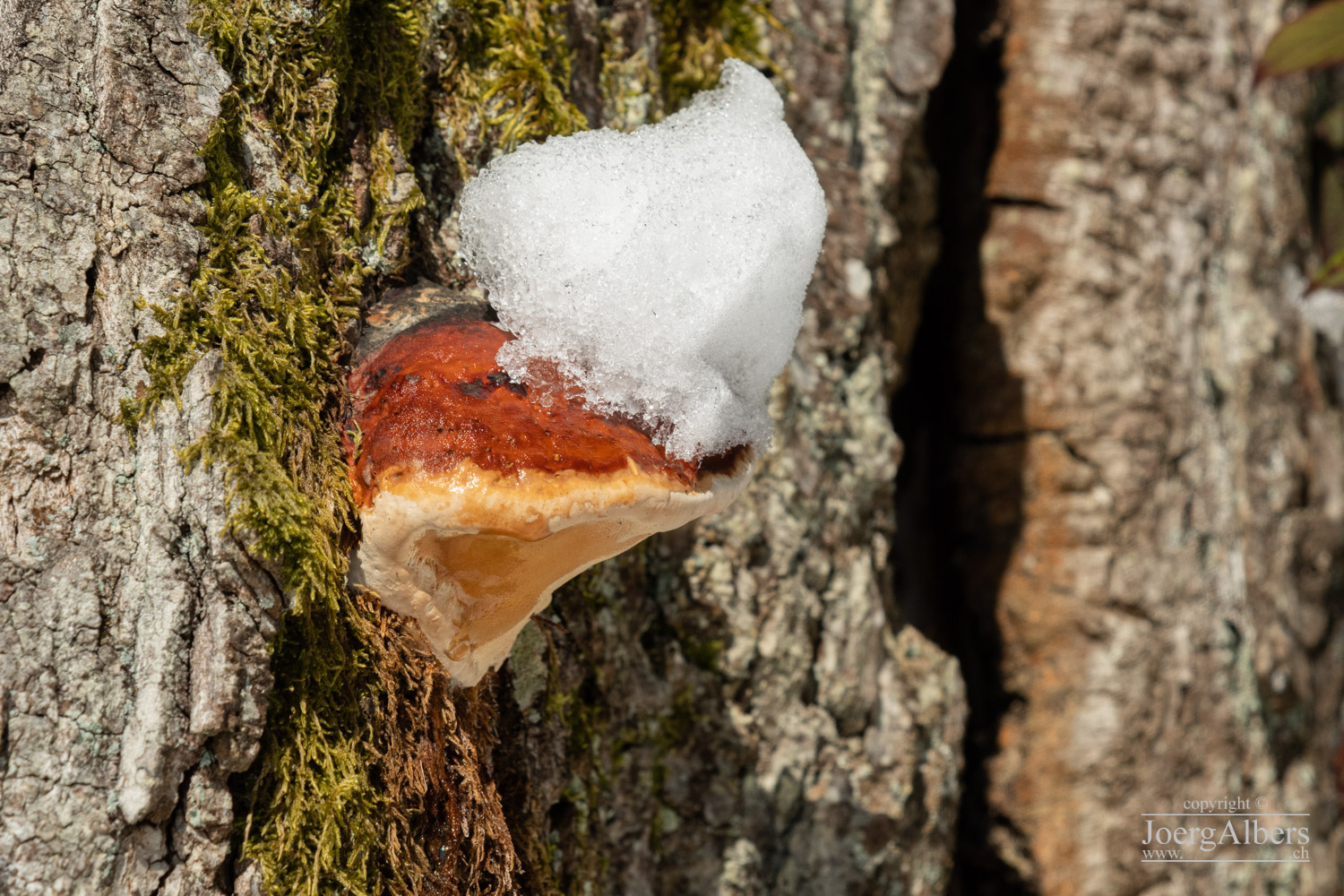 Kriens - Krienseregg: Pilz an Baumstamm mit Schneehaube