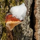 Kriens - Krienseregg: Pilz an Baumstamm mit Schneehaube