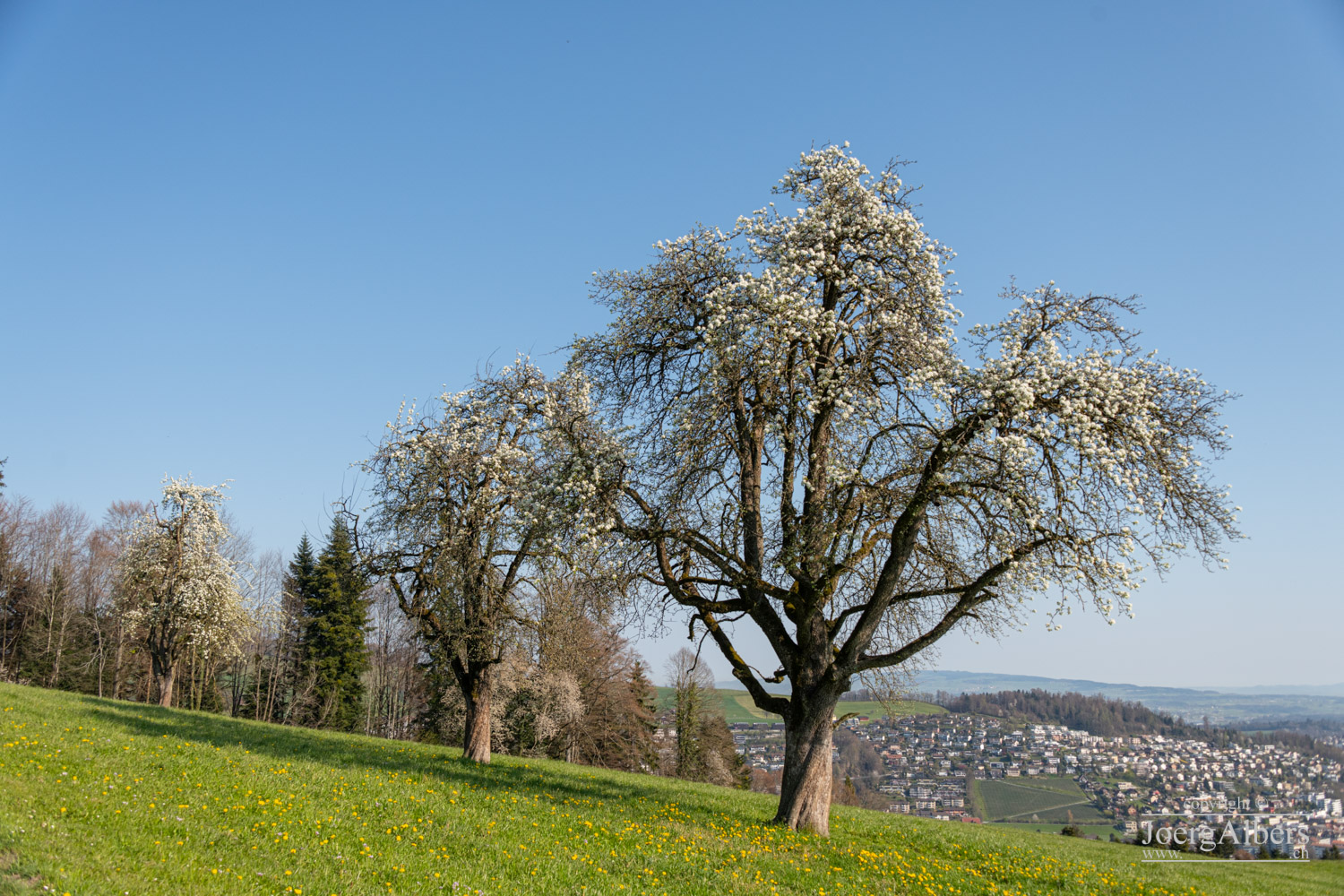 Kriens - Schattenberg: Birnbäume