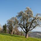 Kriens - Schattenberg: Birnbäume