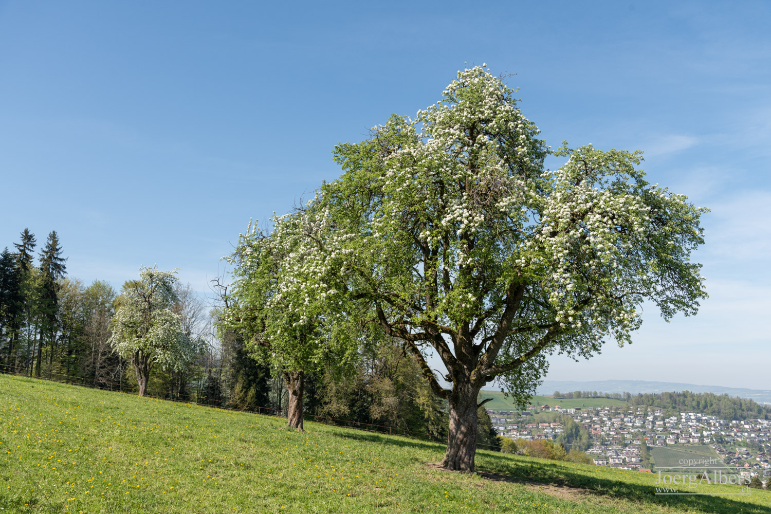 Kriens - Schattenberg: Birnbäume