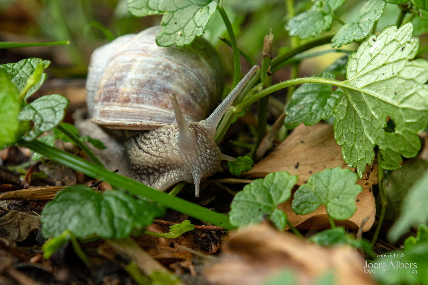 Kriens - Schattenberg: Schnecke