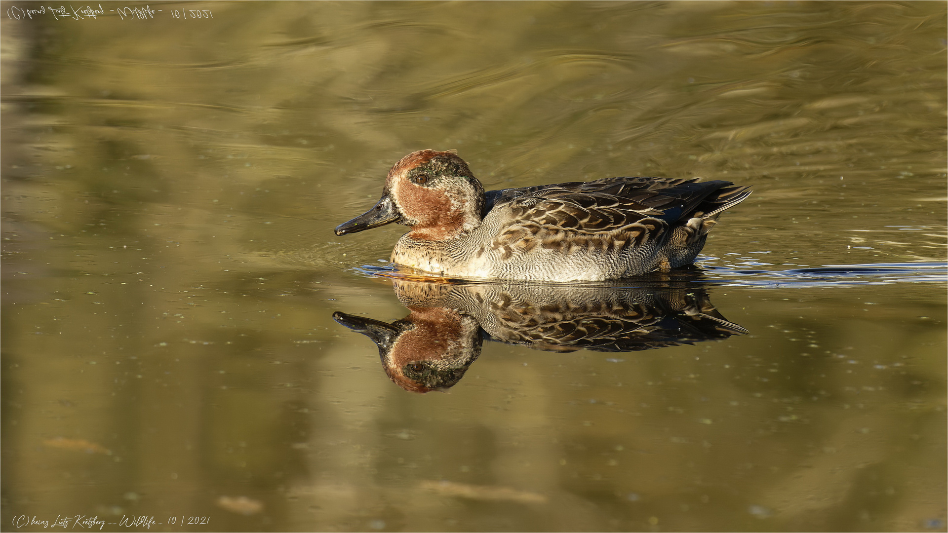 Krik-enten-Erpel 