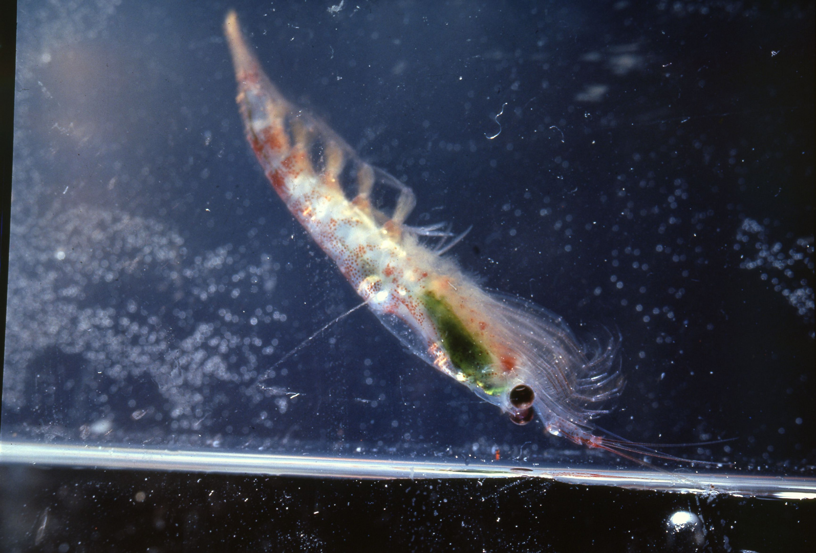 KRILL