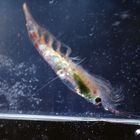 KRILL