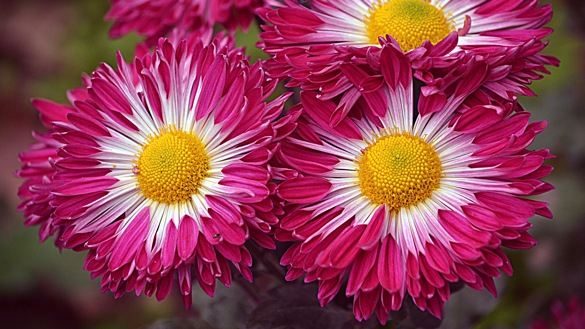 Krim Botanischer Garten Chrysantheme