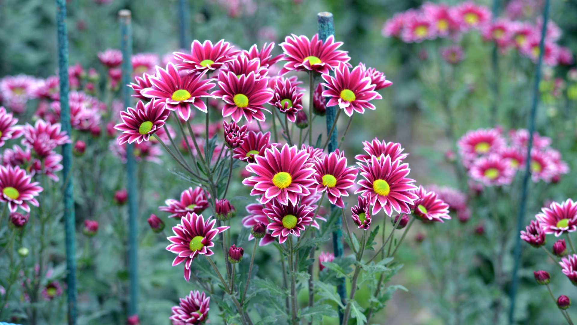 Krim Botanischer Garten Chrysantheme