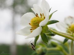 Krimi an der Erdbeerblüte