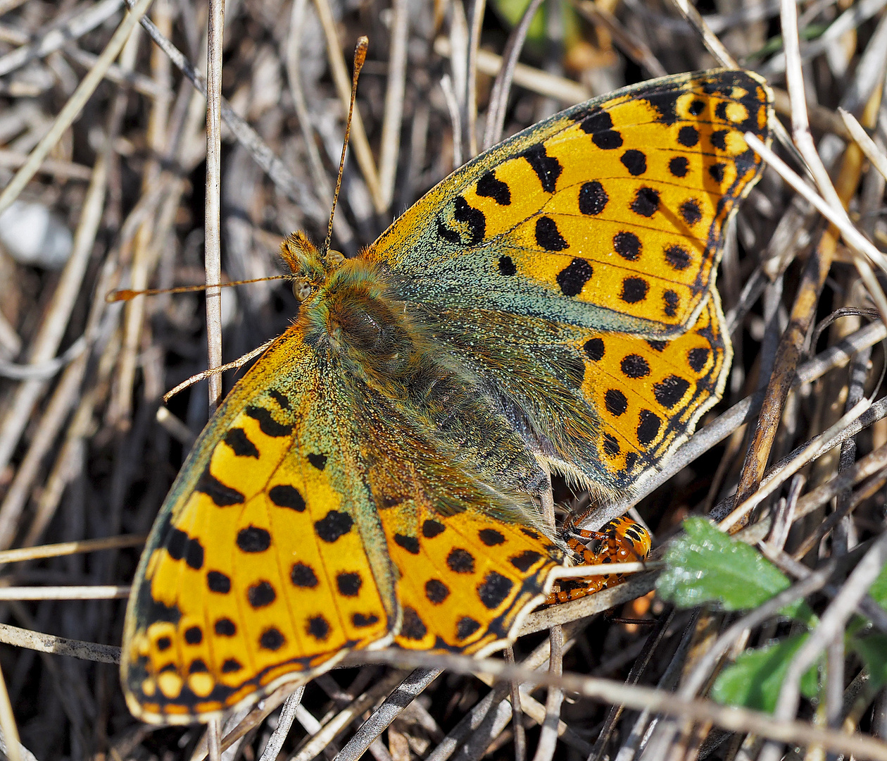 Krimi! Kleiner Perlmutterfalter (Issoria lathonia), die Mordwanze hat sich eingeschlichen! *