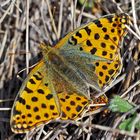 Krimi! Kleiner Perlmutterfalter (Issoria lathonia), die Mordwanze hat sich eingeschlichen! *