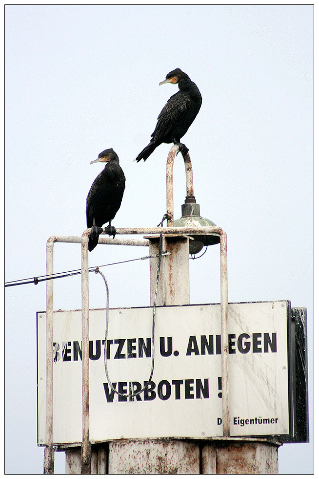 kriminelle köln-kormorane