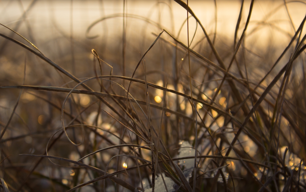 Kringel Gras