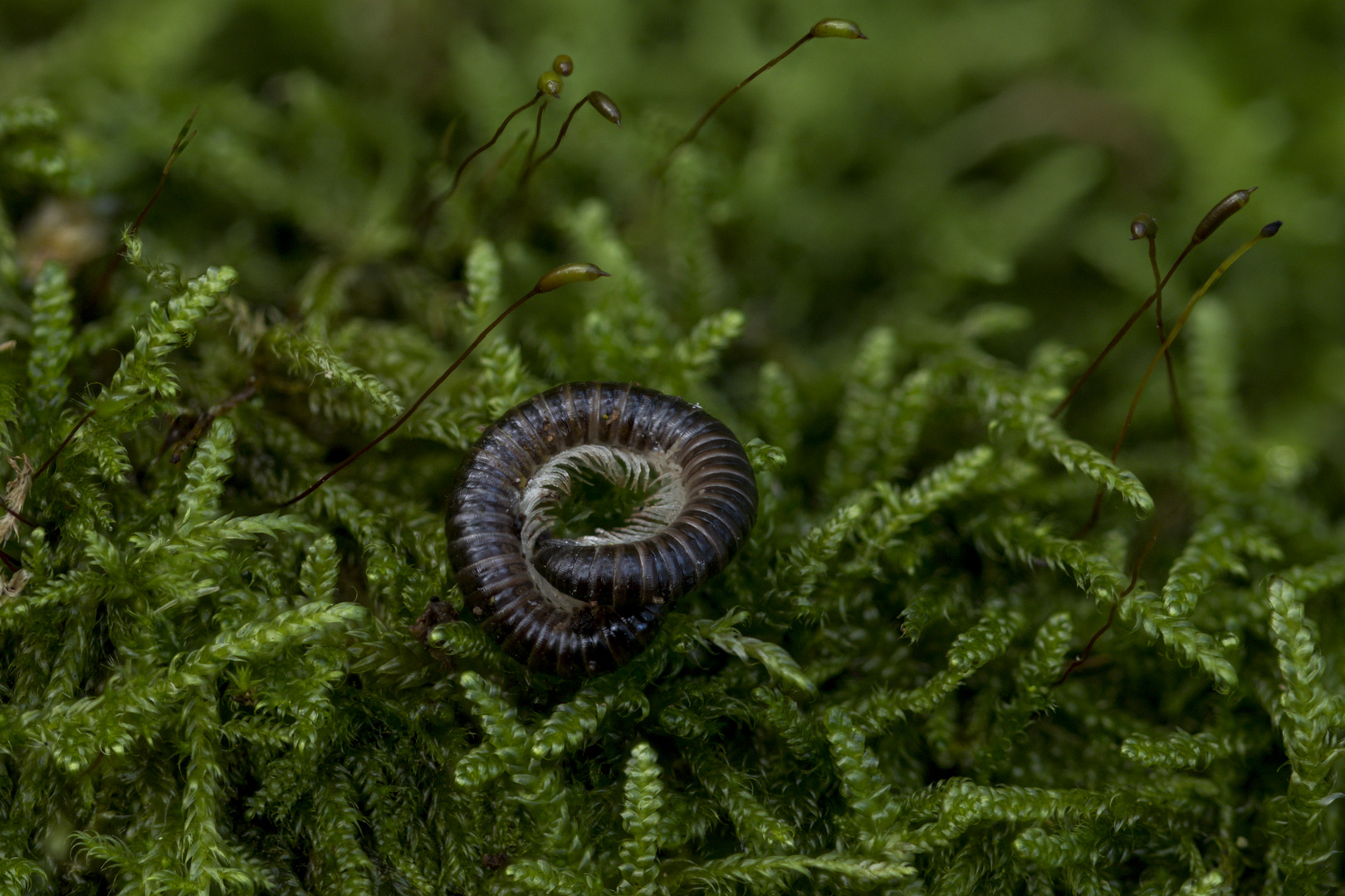 Kringelchen