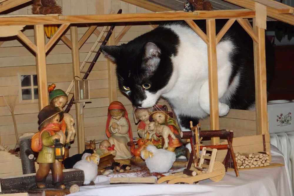 Krippe mit Katze Foto & Bild tiere, tier und mensch, haustiere Bilder
