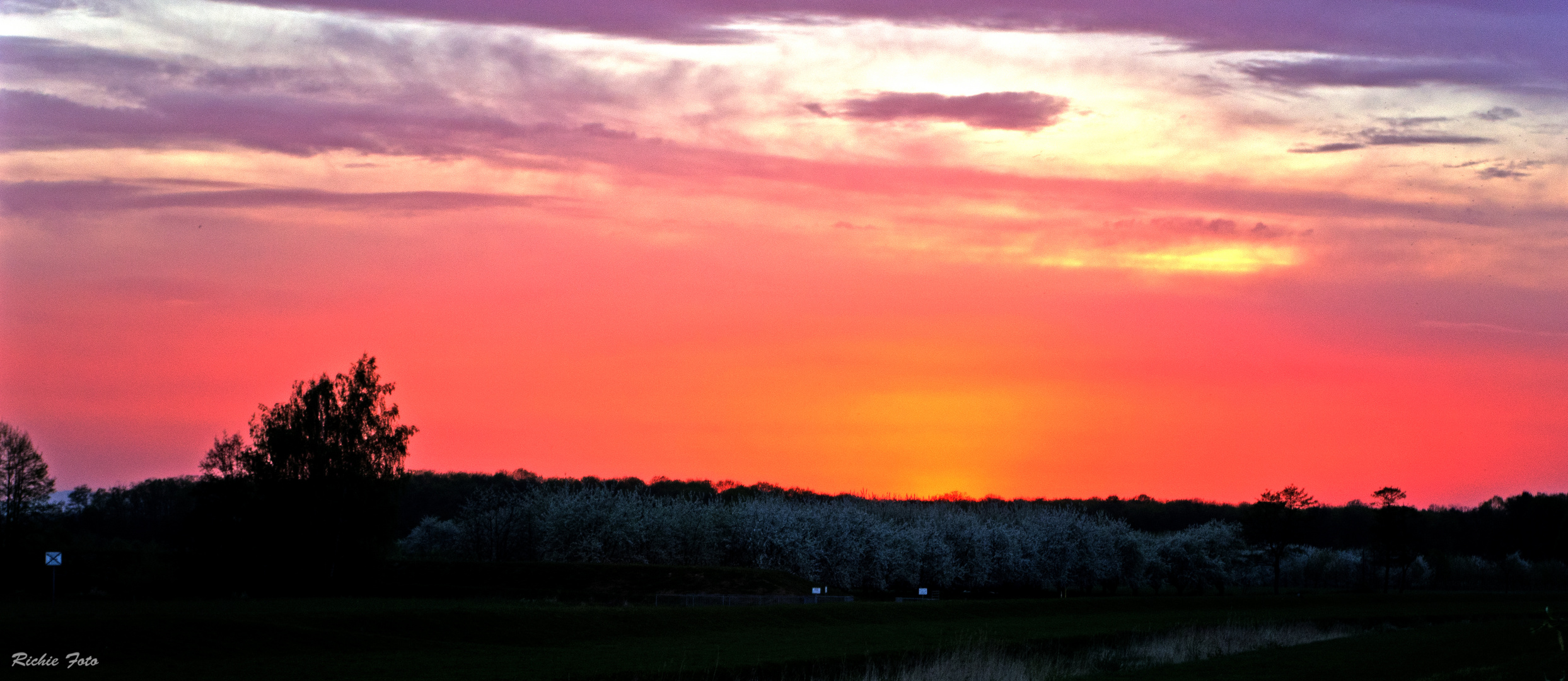 Krischbäume im Sonnenuntergang