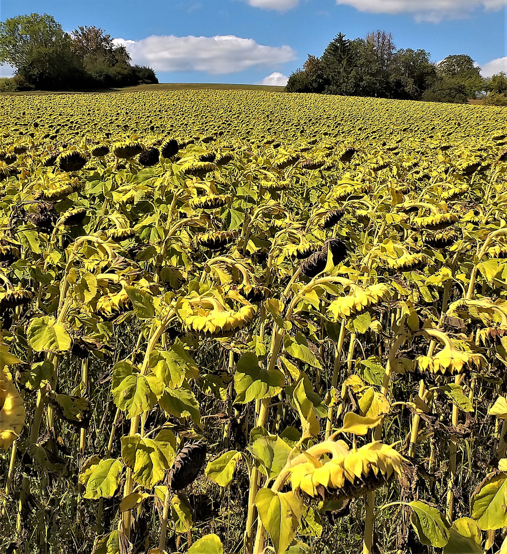 Krisengipfel der Sonnenblumen, das Smartphone immer im Blick. 