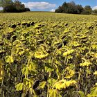 Krisengipfel der Sonnenblumen, das Smartphone immer im Blick. 