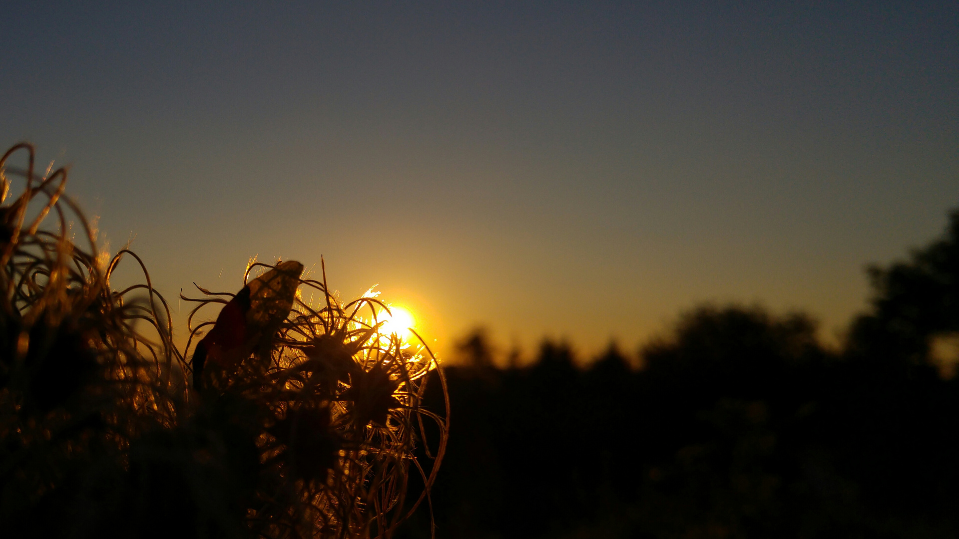 Krissellkraut in untergehender Sonne