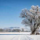 Kristallbaum vor Kaliberg im Dunstschleier