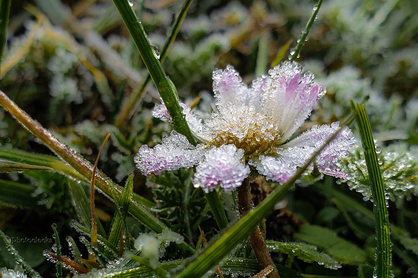 Kristallblümchen