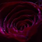 Kristalle auf einer Rose