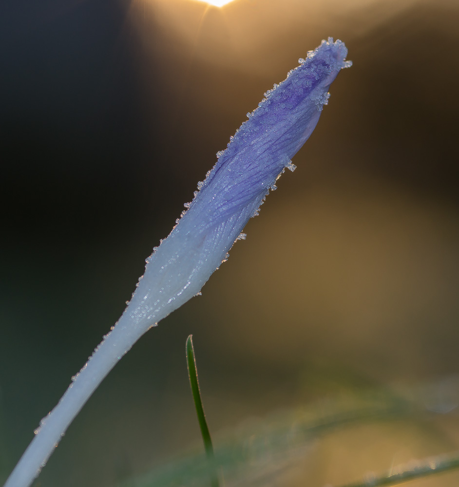 Kristalle auf Krokus