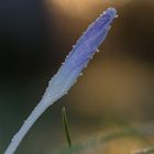 Kristalle auf Krokus