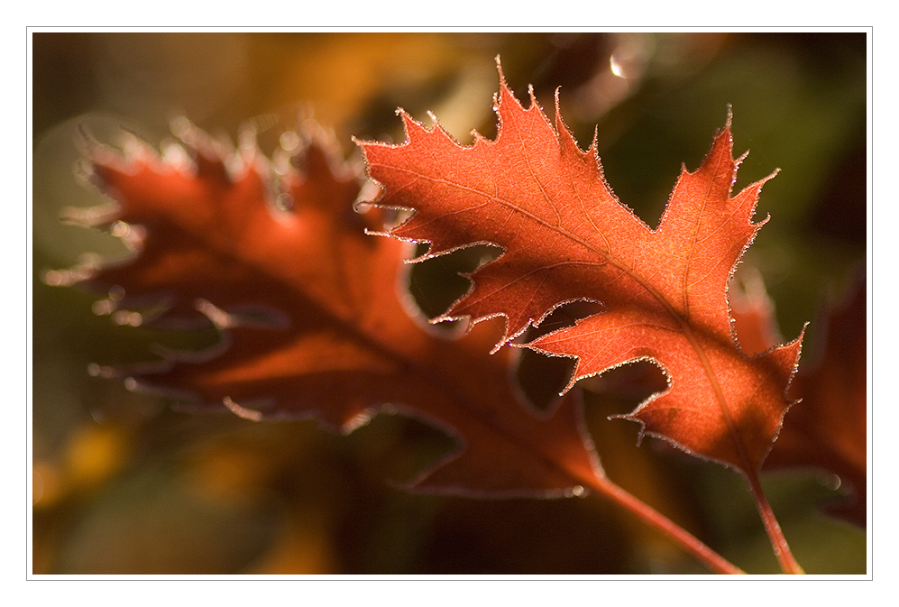 Kristallgerahmtes Blatt