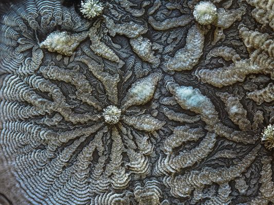 Kristallisierte Ascorbinsäure im Schräglicht