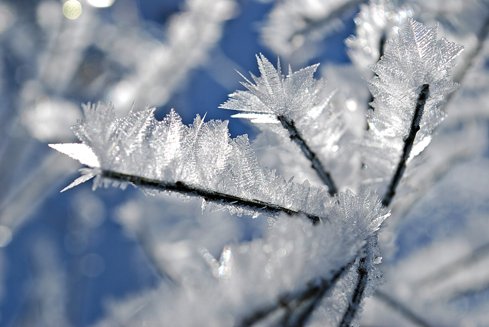 kristallisierte Winterwelt...