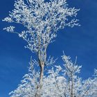 kristallisierter Baum