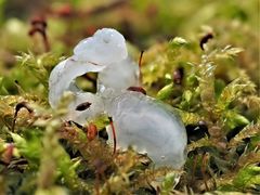 Kristallzitterling, TREMELLA MESENTERICA FORMA CRYSTALLINA