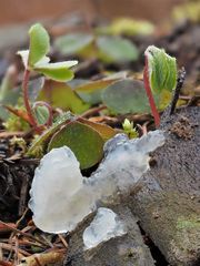 Kristallzitterling, TREMELLA MESENTERICA FORMA CRYSTALLINA