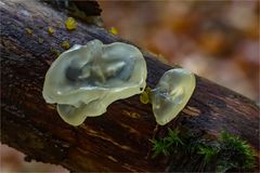 Kristallzitterling(TREMELLA MESENTERICA FORMA CRYSTALLINA)