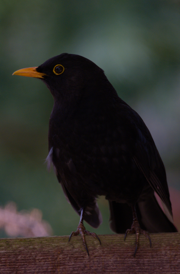 Kritische Amsel