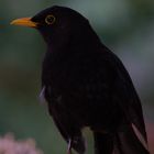 Kritische Amsel