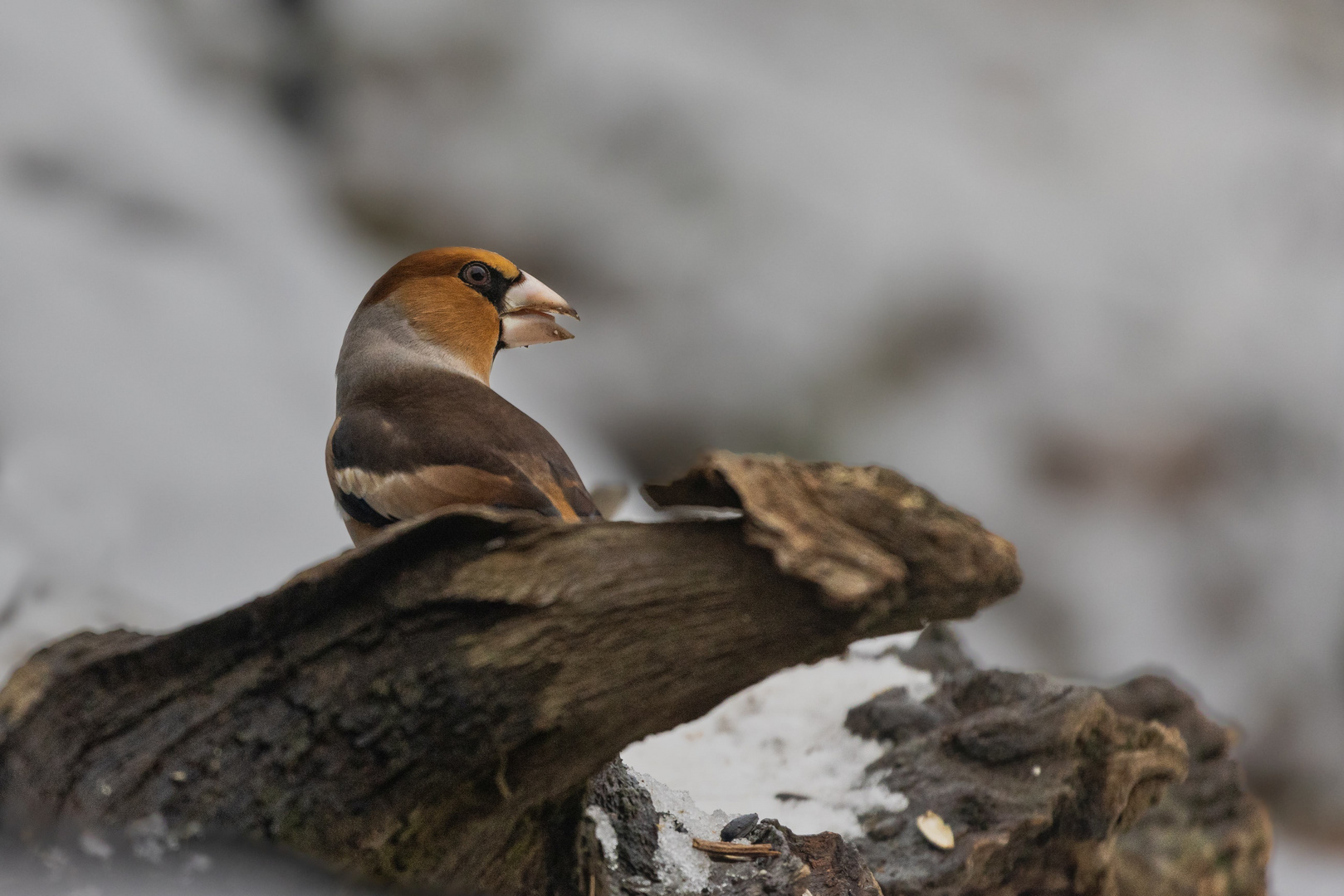 kritischer Blick