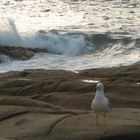 Kritischer Blick auf das Meer?