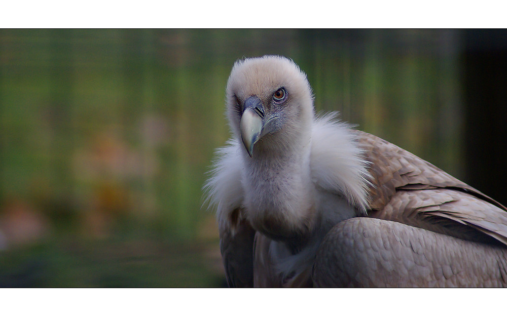 Kritischer Blick