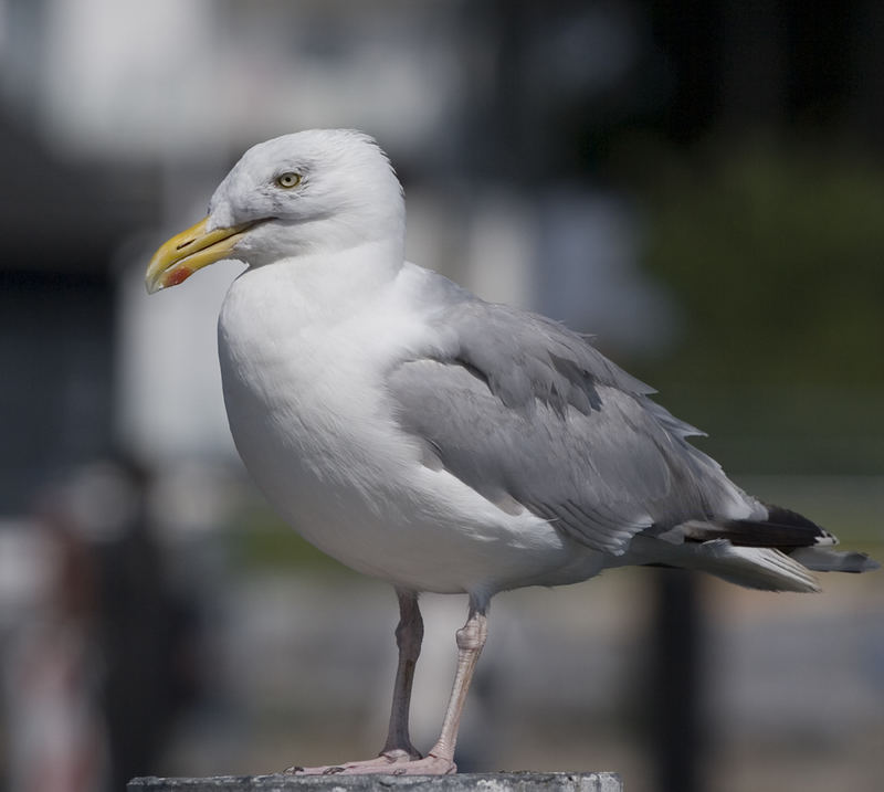 kritischer Blick