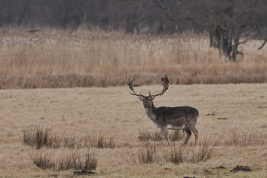 Kritischer Damhirsch-Blick