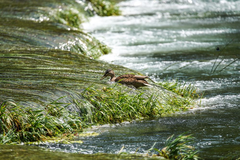 Krka Nationalpark 1