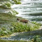 Krka Nationalpark 1