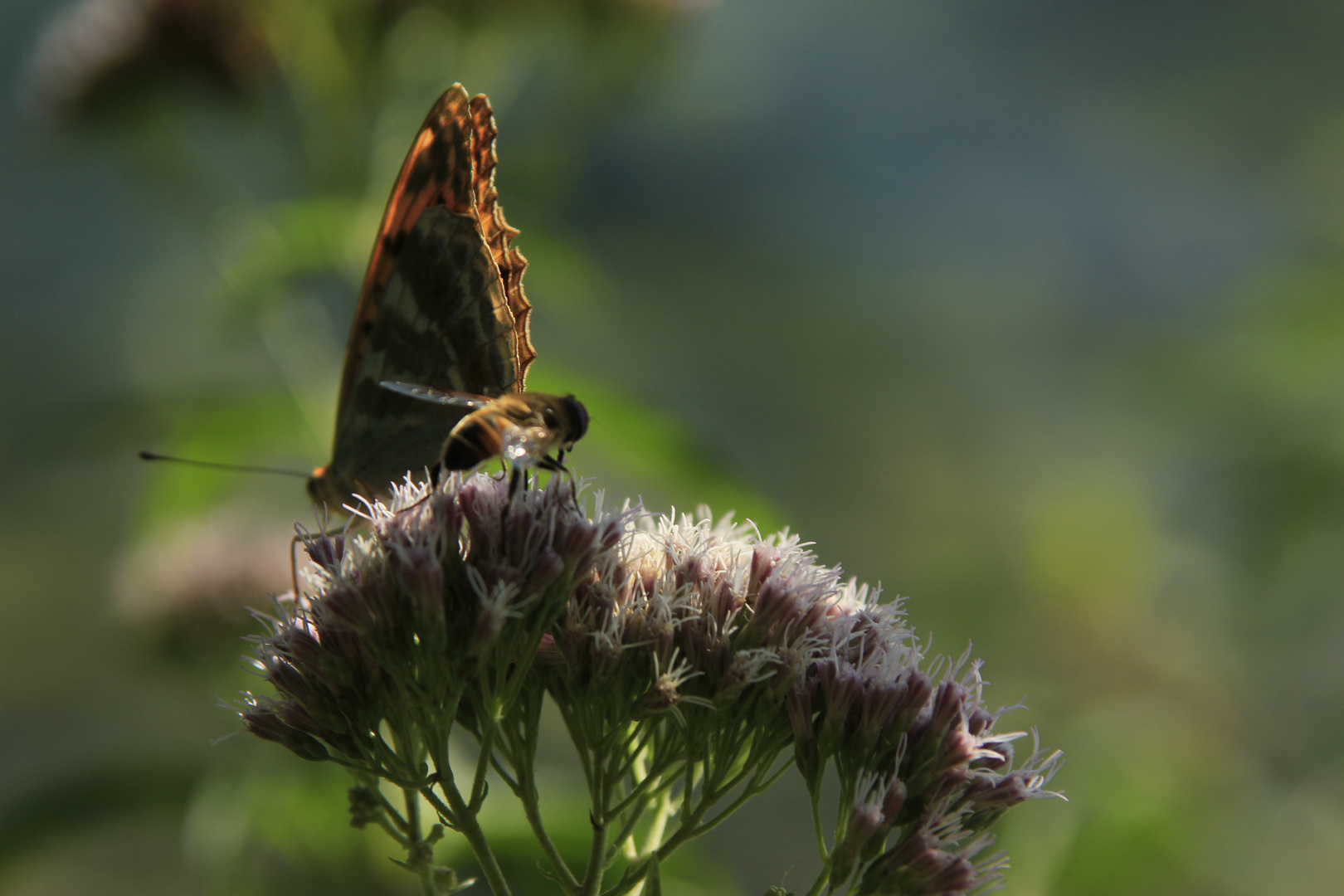 Krka Nationalpark