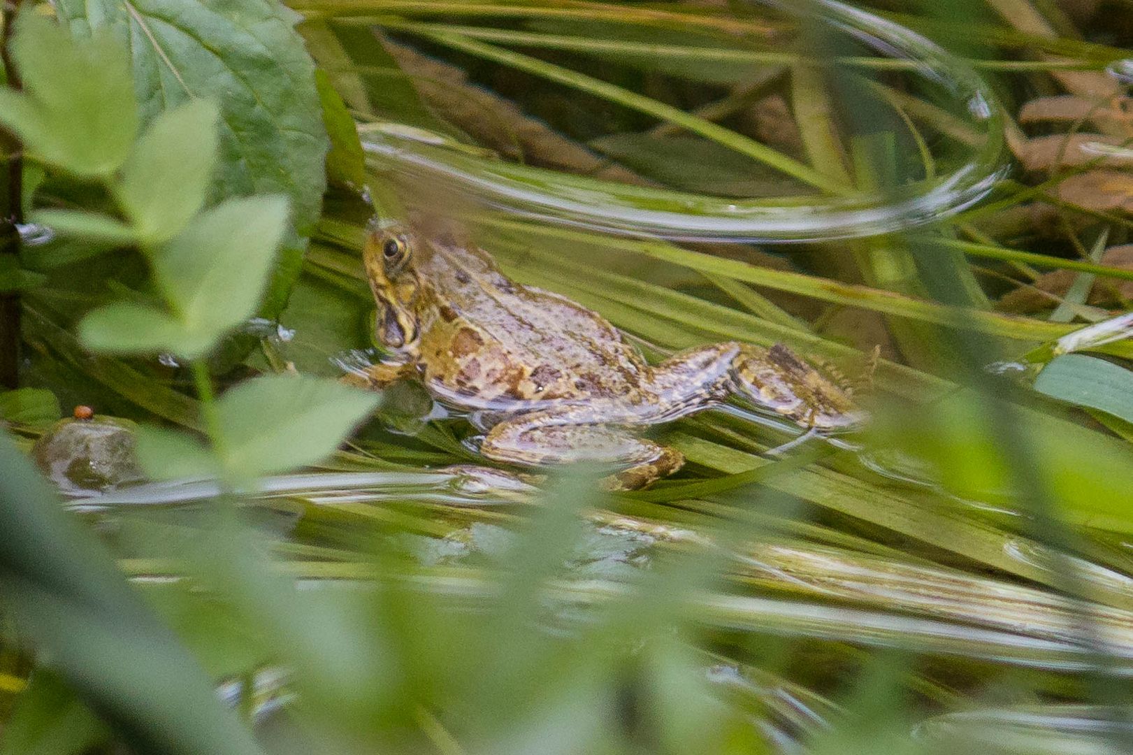 Krka Wasserfälle - Frosch