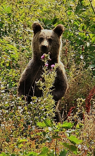 Kroatien 2009 Braunbär