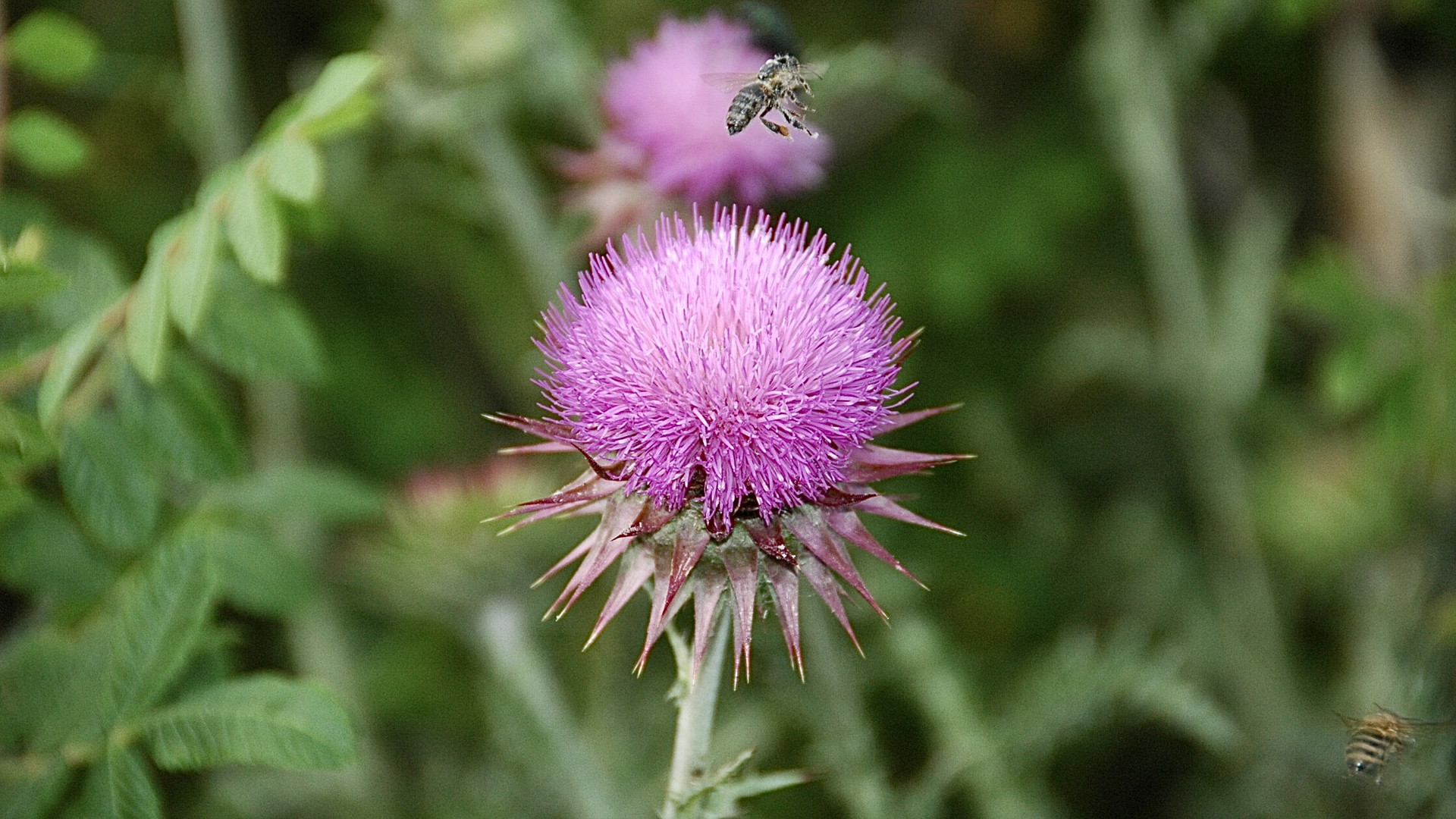 Kroatien (2009), Landeanflug