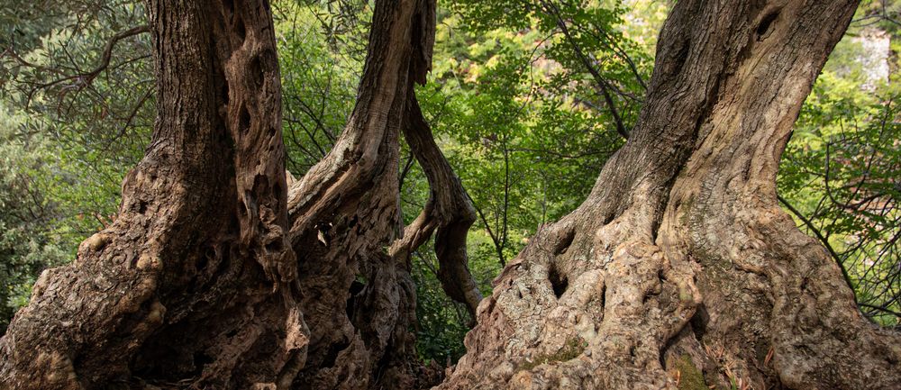 Kroatien - Beli - Cres Foto & Bild | natur Bilder auf fotocommunity