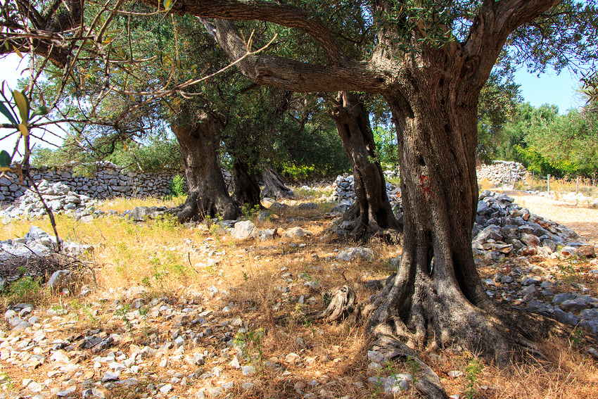 Kroatien: Insel Pag Olivenhain von Lun