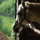 Kroatien - Pferde auf der Ranch 01